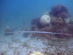 Fistularia commersonii