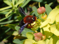Megachile sicula