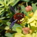 Megachile sicula - Photo (c) Stefan, algunos derechos reservados (CC BY-NC)