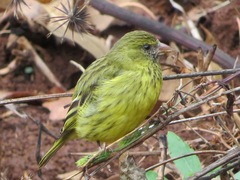 Crithagra citrinelloides