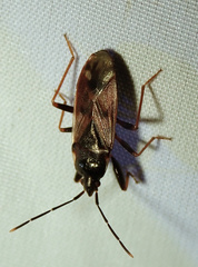 Eremocoris fenestratus