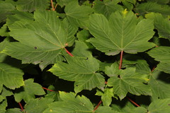 Acer pseudoplatanus