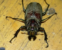 Sphaenognathus giganteus