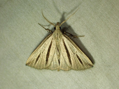 Macrochilo bivittata