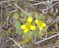 Ranunculus royi