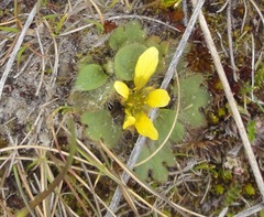 Ranunculus royi