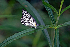 Belenois gidica abyssinica