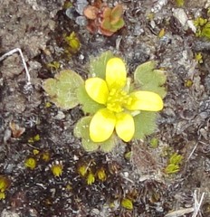 Ranunculus royi