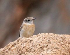 Saxicola dacotiae