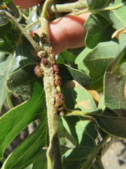 Disholcaspis mellifica