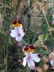 Alstroemeria magnifica maxima