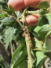 Disholcaspis mellifica