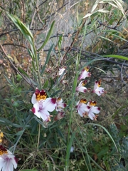 Alstroemeria magnifica maxima