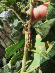 Disholcaspis mellifica