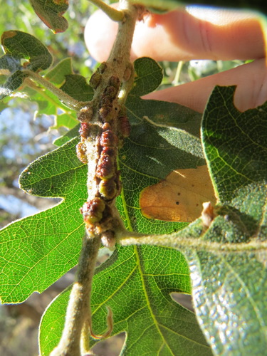 Disholcaspis mellifica