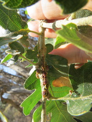 Disholcaspis mellifica