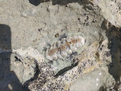 Acanthopleura