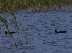 Fulica atra