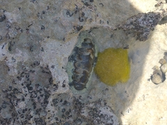 Acanthopleura