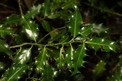 Ilex aquifolium