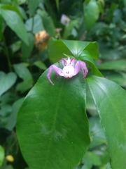 Epicadus heterogaster