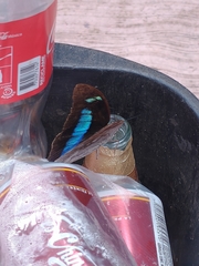 Archaeoprepona demophoon