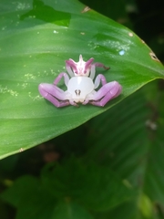 Epicadus heterogaster