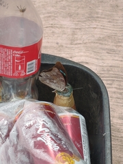 Archaeoprepona demophoon