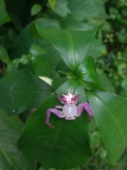 Epicadus heterogaster