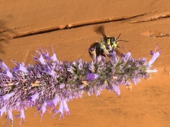 Anthidium manicatum