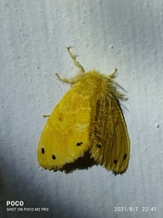 Artaxa guttata
