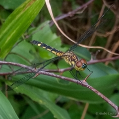 Chalcostephia flavifrons