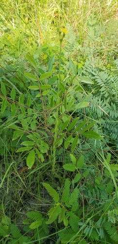 Image of Hypericum setosum by (c) Josh, some rights reserved (CC BY)