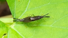 Heterotoma planicornis