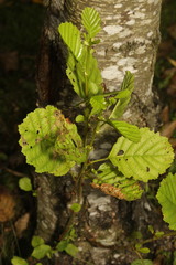 Alnus glutinosa