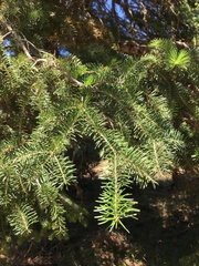 Abies cephalonica