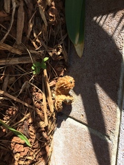 Morchella rufobrunnea