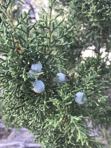 iNaturalist observation photo of California juniper