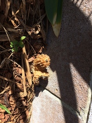 Morchella rufobrunnea