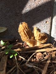 Morchella rufobrunnea