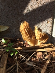 Morchella rufobrunnea