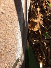 Morchella rufobrunnea