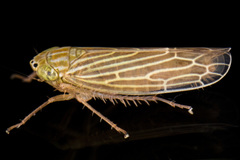 Graminella fitchii