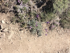 Lupinus excubitus austromontanus