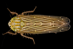 Graminella fitchii