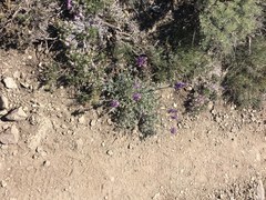 Lupinus excubitus austromontanus
