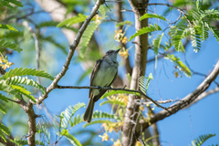 Myiarchus antillarum