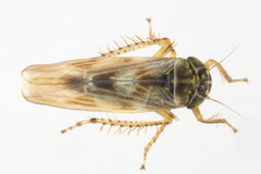 Macrosteles slossoni