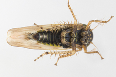 Macrosteles slossoni