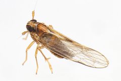 Muellerianella laminalis